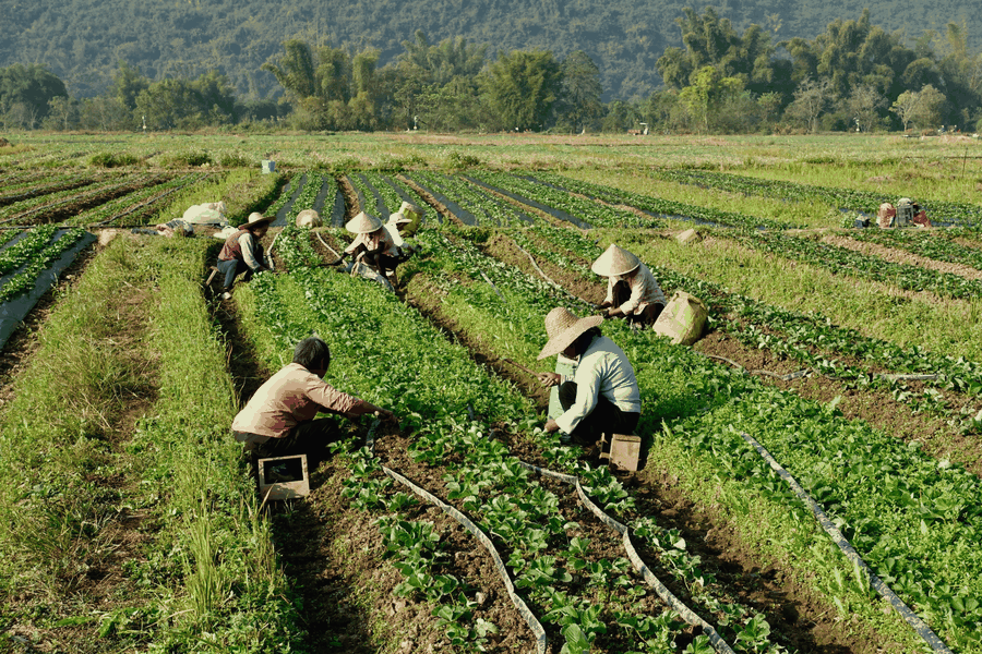 Workshop visual for План внедрения решений