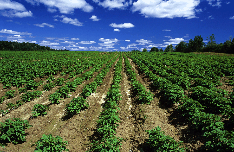 Team planning next steps for Global music platform: world music streaming, artist-led masterclasses, and a marketplace for authentic instruments